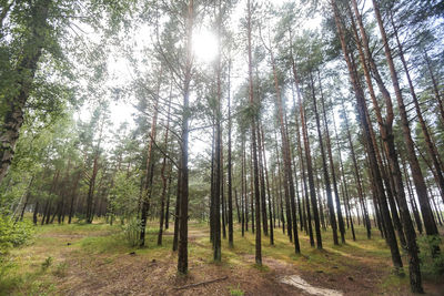 Trees in forest