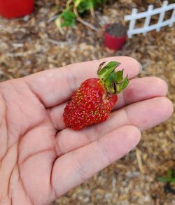 Close-up of hand holding strawberries