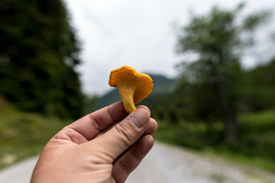 Cropped hand holding mushroom against trees