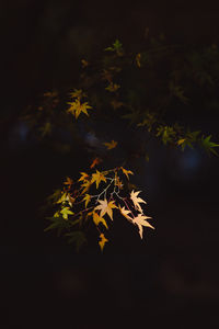 Close-up of maple leaves against blurred background