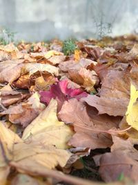 Close-up of dry autumn leaves