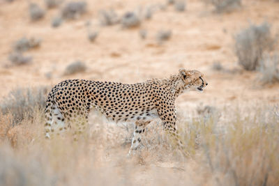 View of a cat on land