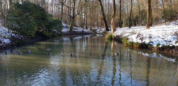 Ducks swimming in lake during winter