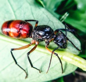 Close-up of insect