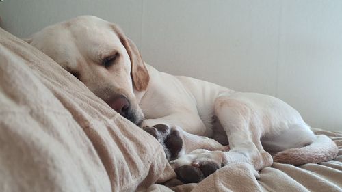 Close-up of a dog sleeping at home