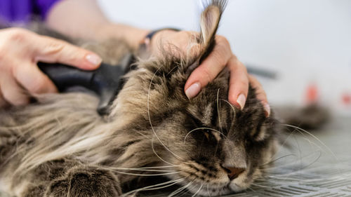 Cat washing and grooming close up getting professional service at pet salon by groomer