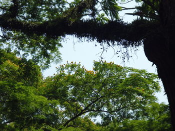 Low angle view of trees in forest against sky