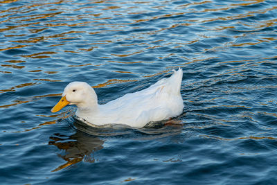 Large white domestic pekin peking aylesbury american white duck on lake pond low level close up view