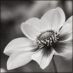 Close-up of flower blooming outdoors