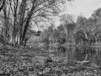 Bare trees in forest