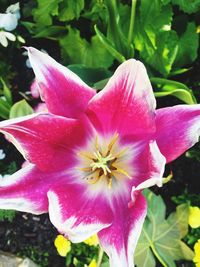 Close-up of pink flower blooming outdoors