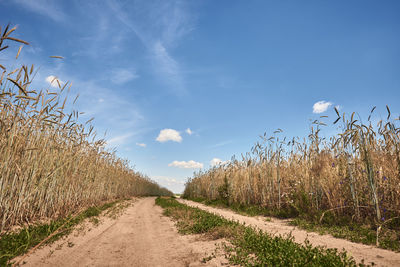 Rye field in summer day with country road. harvest concept