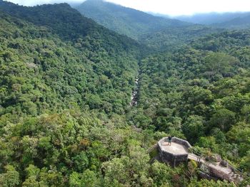 High angle view of plants growing on mountain