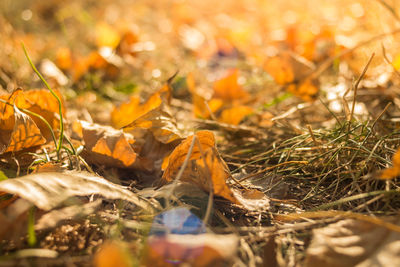 Close-up of autumn leaves on field