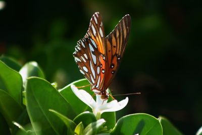 Close-up of butterfly perching on flower