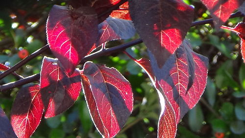 Close-up of wet red plant