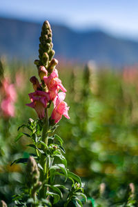 Close-up of pink flowering plant