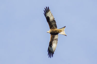 Low angle view of eagle flying against clear blue sky