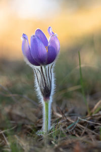 Close-up of purple crocus flower on field