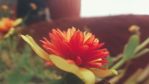 Close-up of red flower blooming outdoors