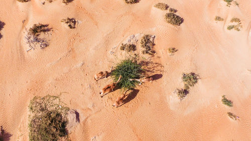 Plants growing on sand dune