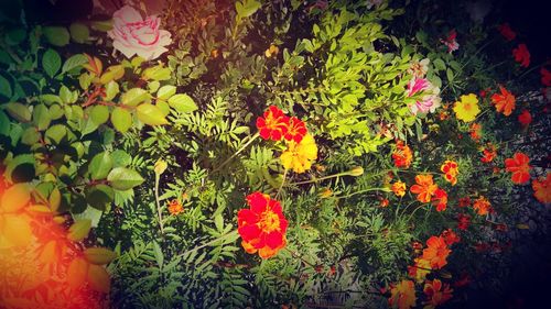 High angle view of orange flowering plants