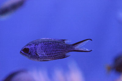 Close-up of fish swimming in sea