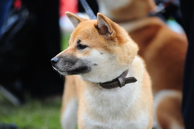 Close-up of a dog looking away