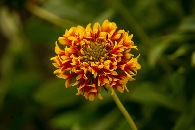 Close-up of yellow flower