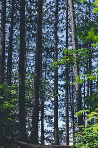 Trees in forest against sky