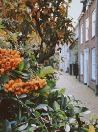 Close-up of fruits growing on tree