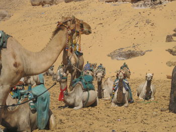 Camels on sand at desert