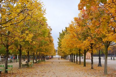 Treelined footpath in park