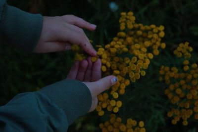 Cropped hands of woman holding yellow flower growing on field