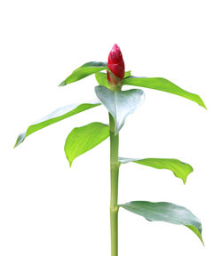 Close-up of red rose against white background