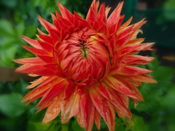 Close-up of red flower