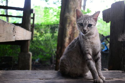 Portrait of a cat sitting on wood