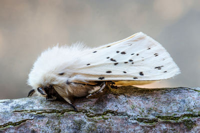 Close-up of insect on rock
