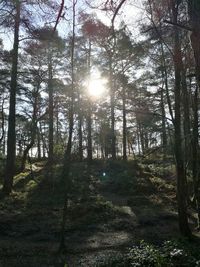 Low angle view of trees in forest against sky