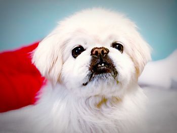 Portrait of white dog