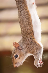Close-up side view of a squirrel