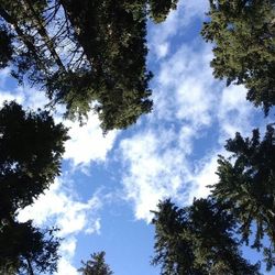 Low angle view of trees against cloudy sky