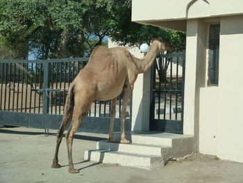 Horse standing on railing against building