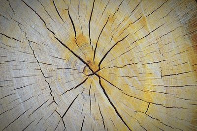 Full frame shot of tree stump