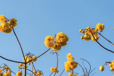 Low angle view of yellow flowering plants against clear blue sky