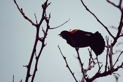 Low angle view of bird perching on branch against sky