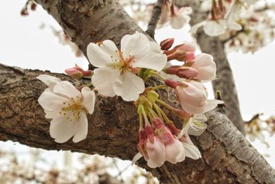 Close-up of apple blossoms in spring