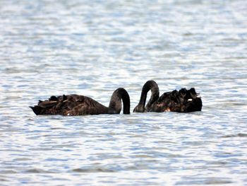 View of ducks swimming in sea