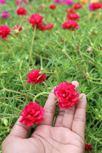 Close-up of hand holding pink roses