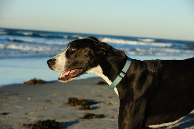 Close-up of black dog at beach against sky